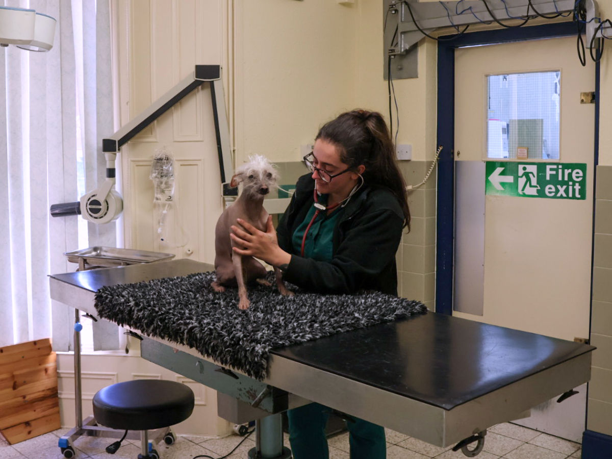 Llanidloes veterinary nurse consult room
