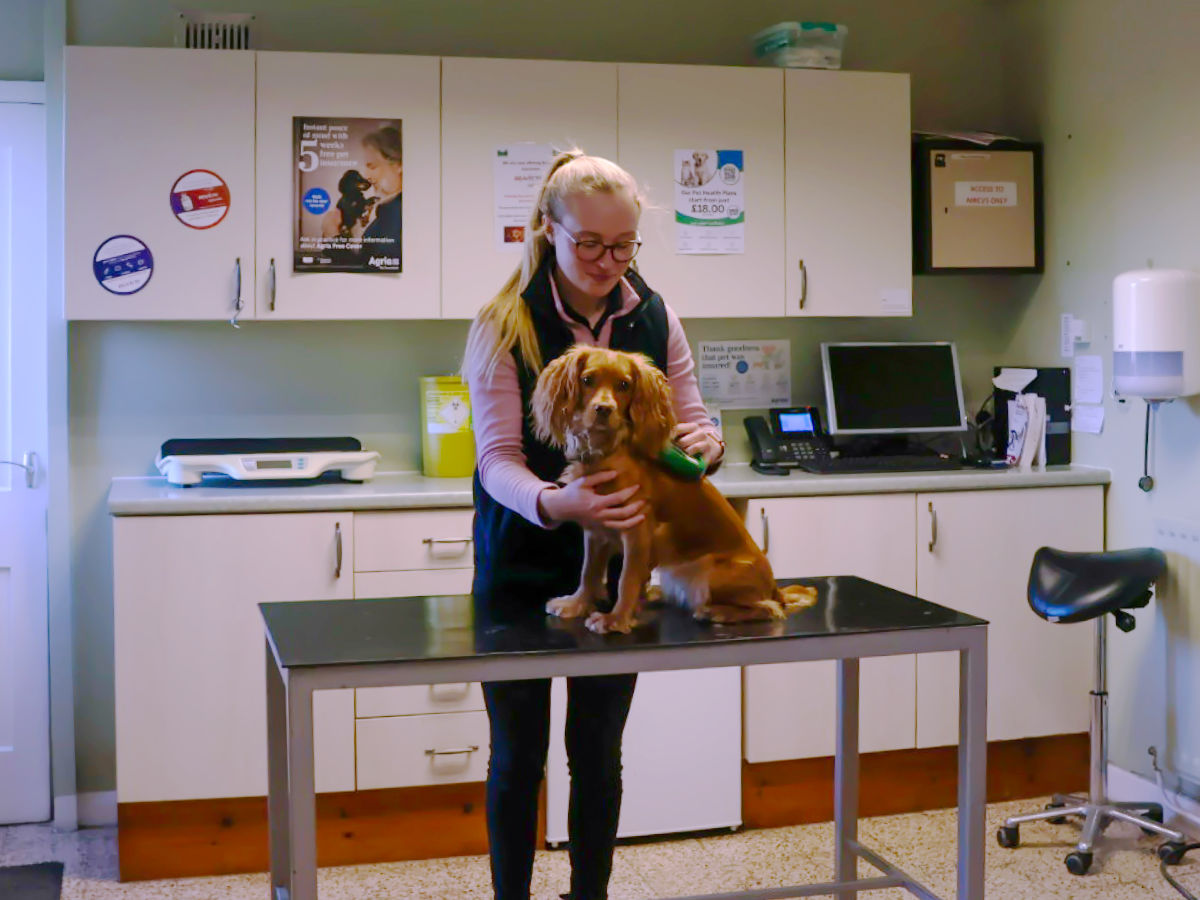 Llanidloes vet consult room