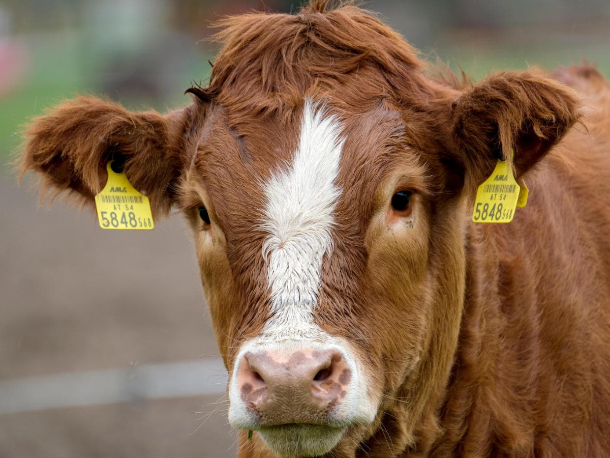 Hafren Veterinary Group - Cattle