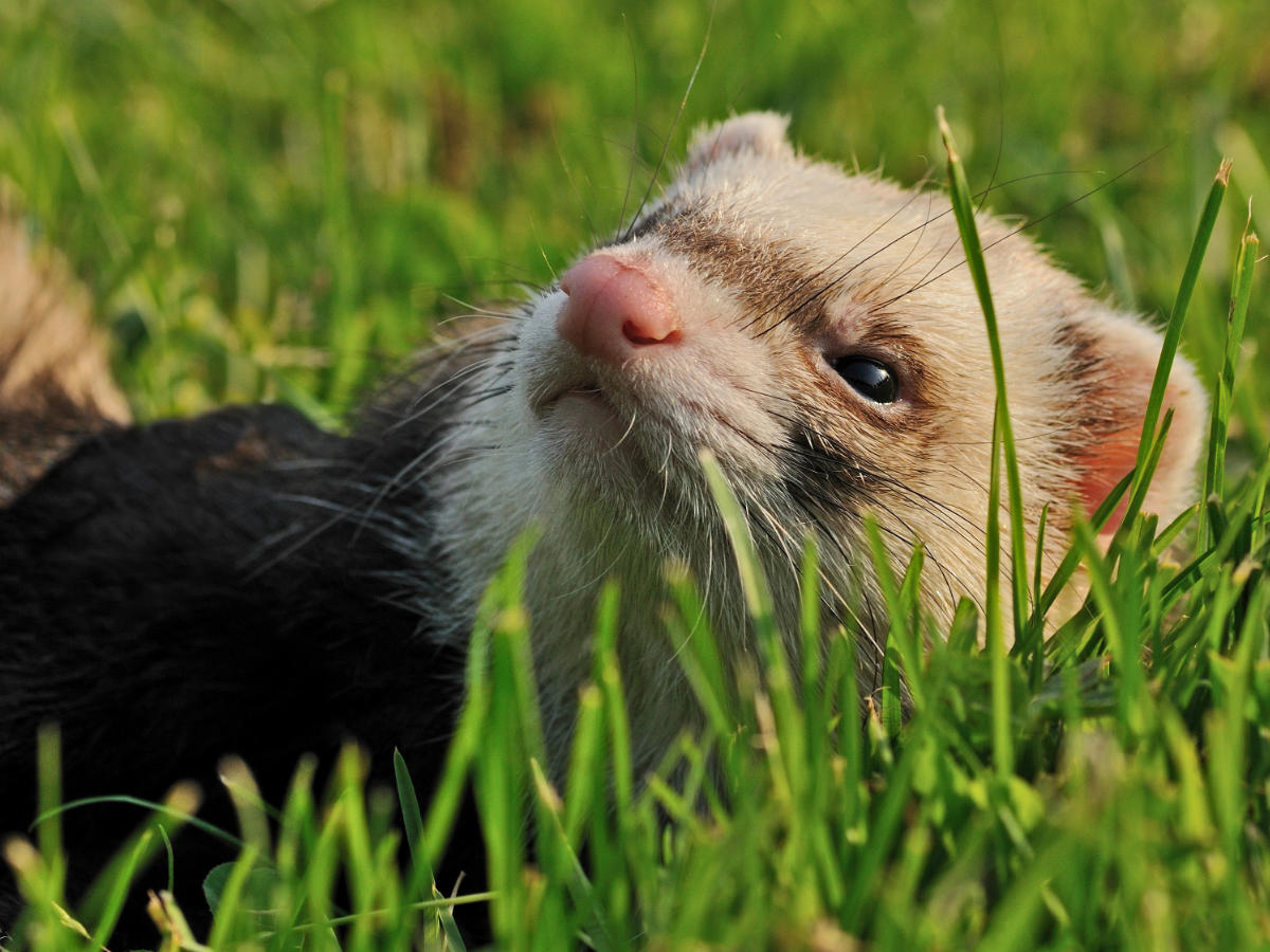 Ferret vets in Powys