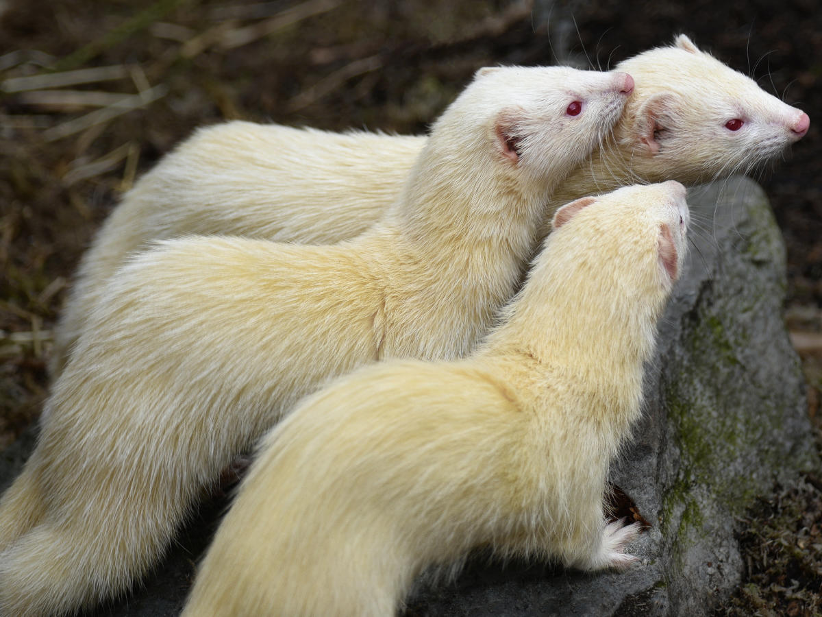 Ferret vets in Powys
