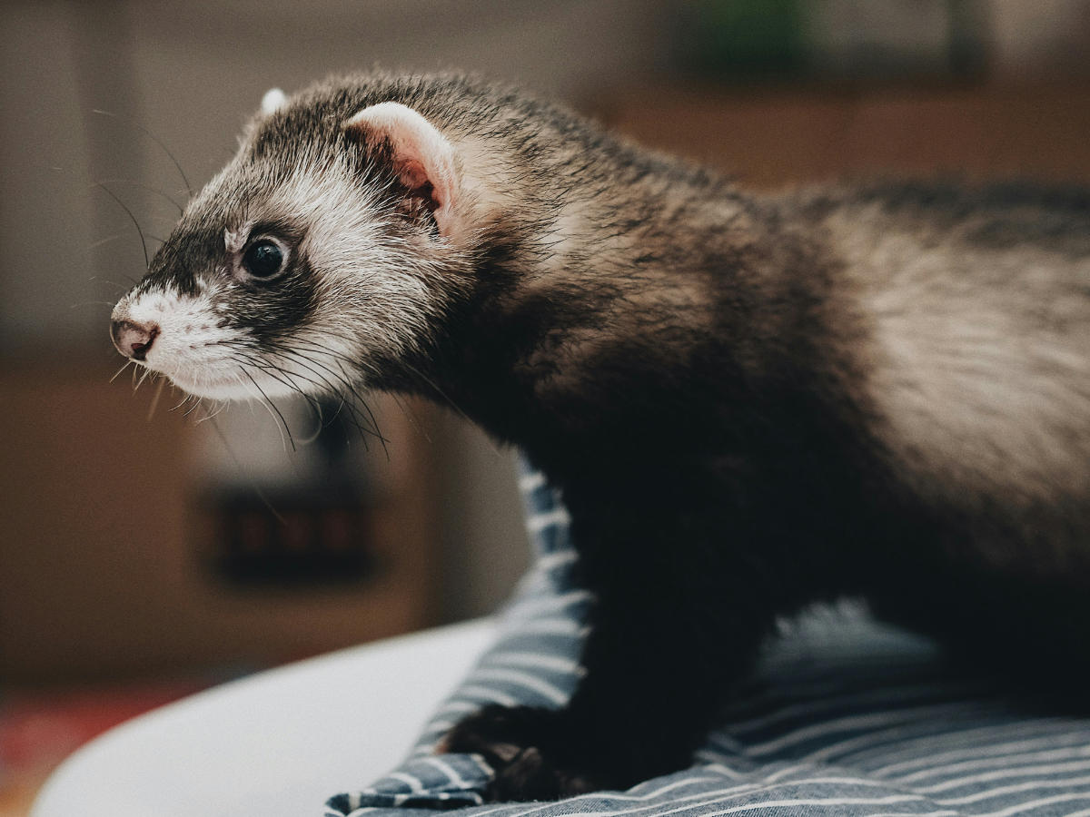 Ferret vets in Powys