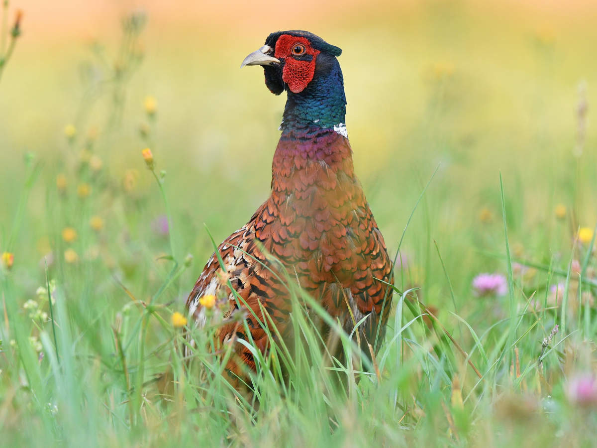 Hafren Veterinary Group - Vets for game birds in Powys