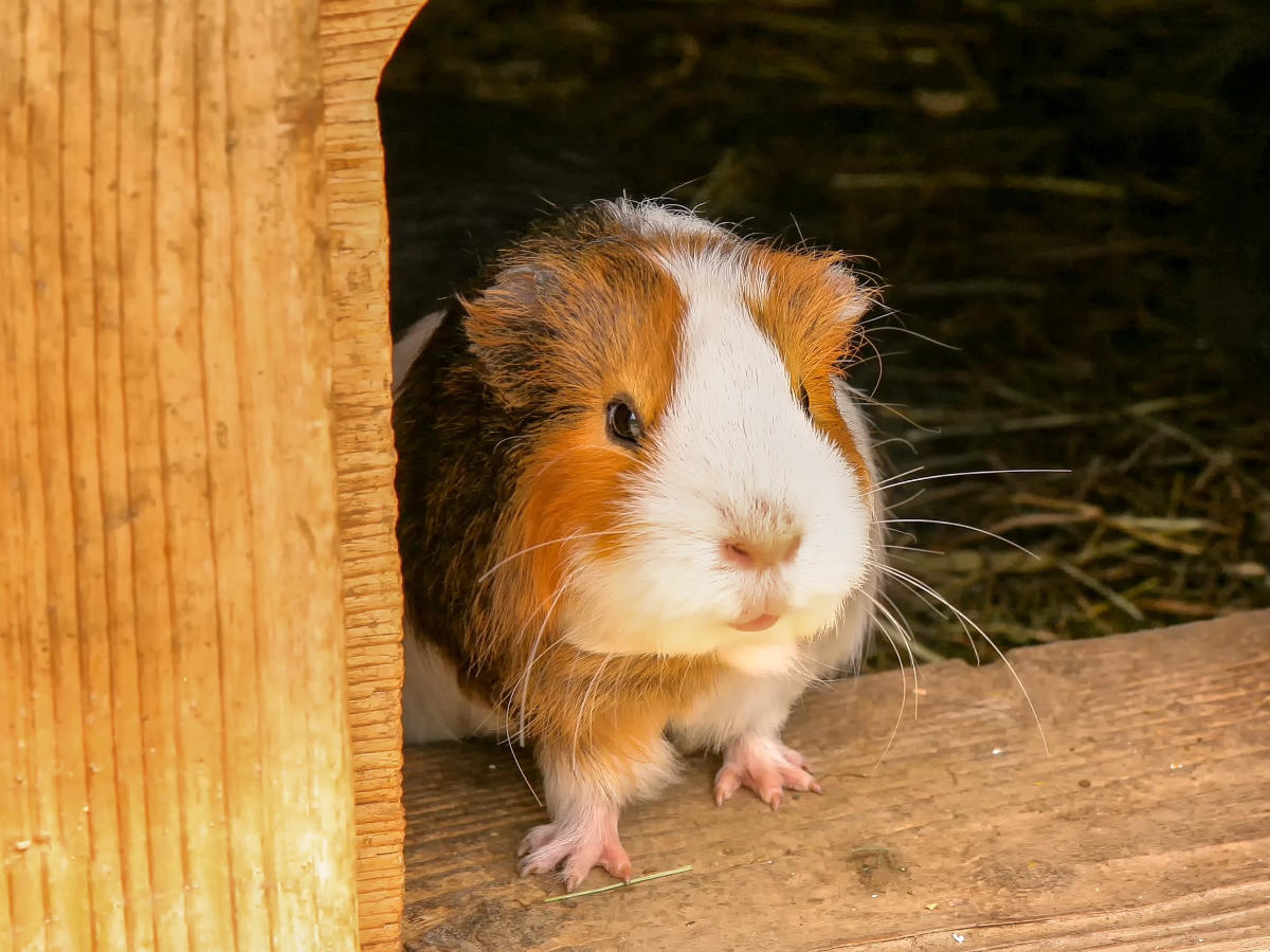 Guinea pig