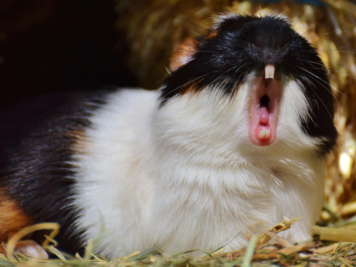 Guinea pig