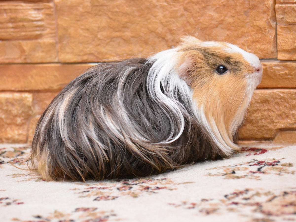 Guinea pig