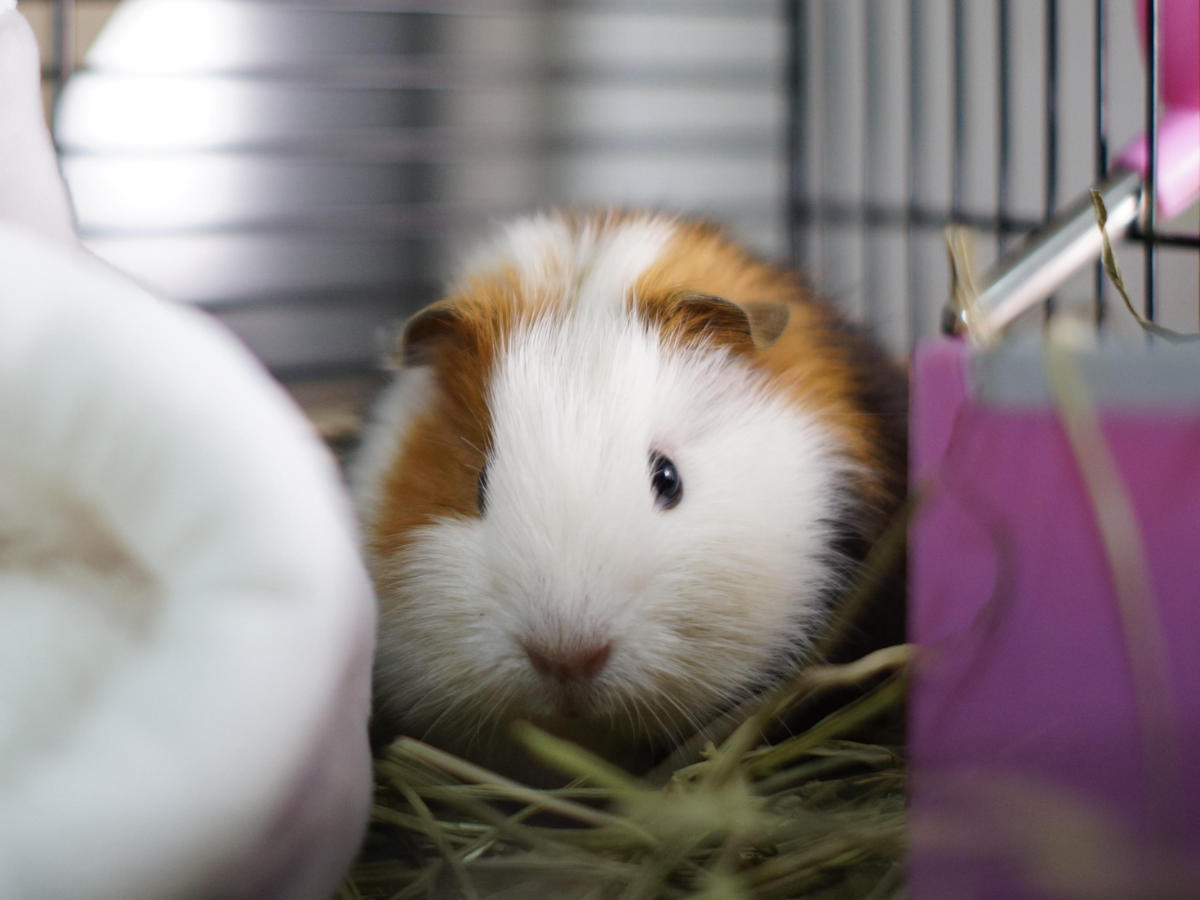 Guinea pig