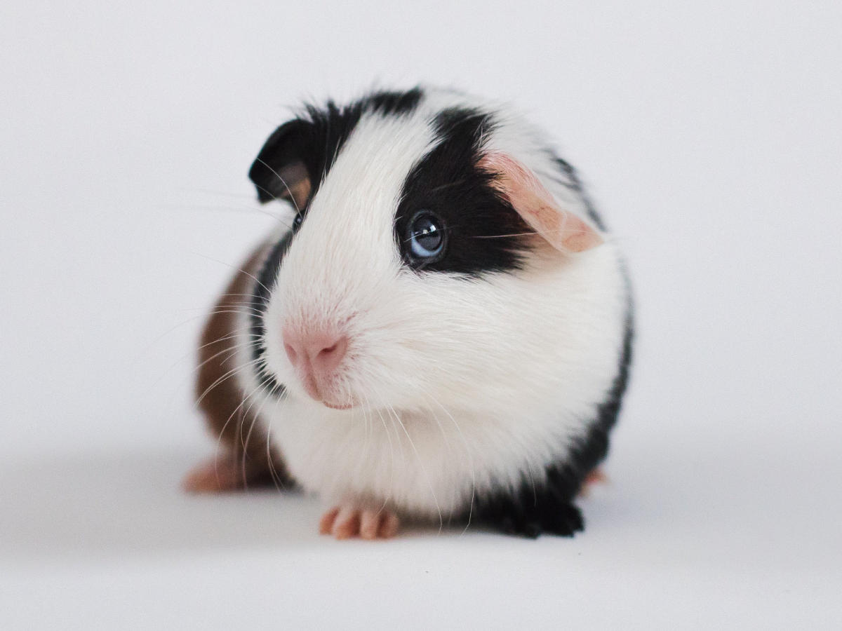 Guinea pig