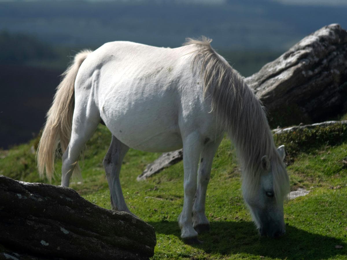 Hafren Veterinary Group - Equine vets in Powys