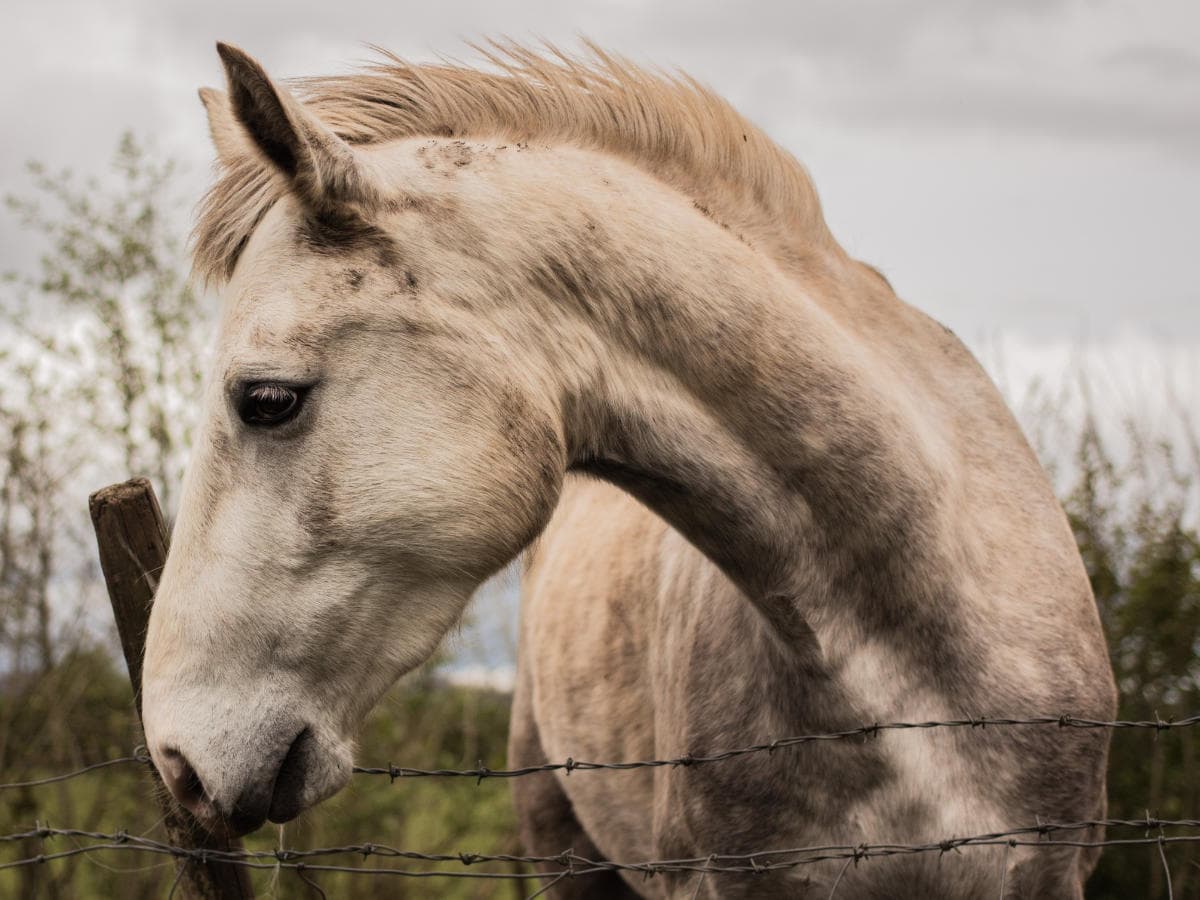 Hafren Veterinary Group - Equine vets in Powys