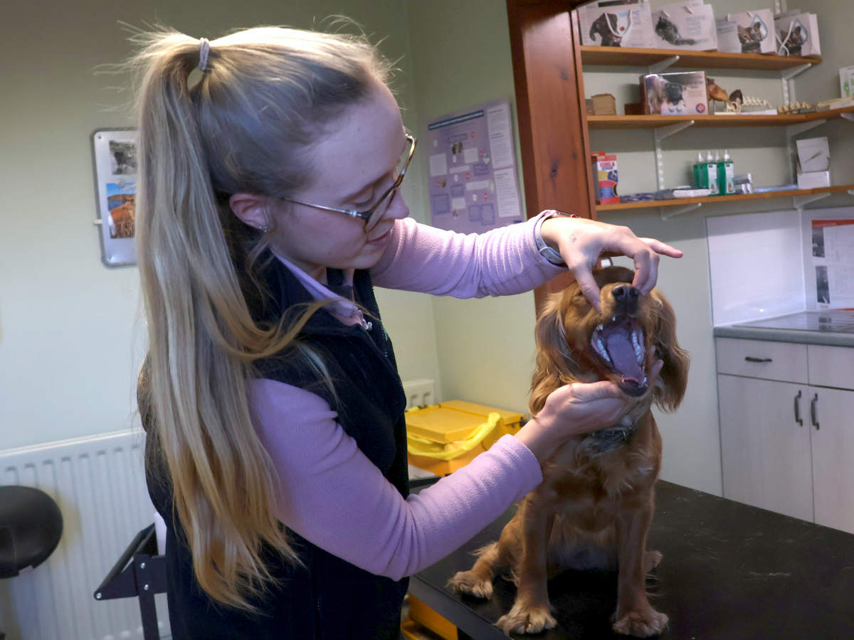 Hafren Veterinary Group - Llanidloes Teeth Check