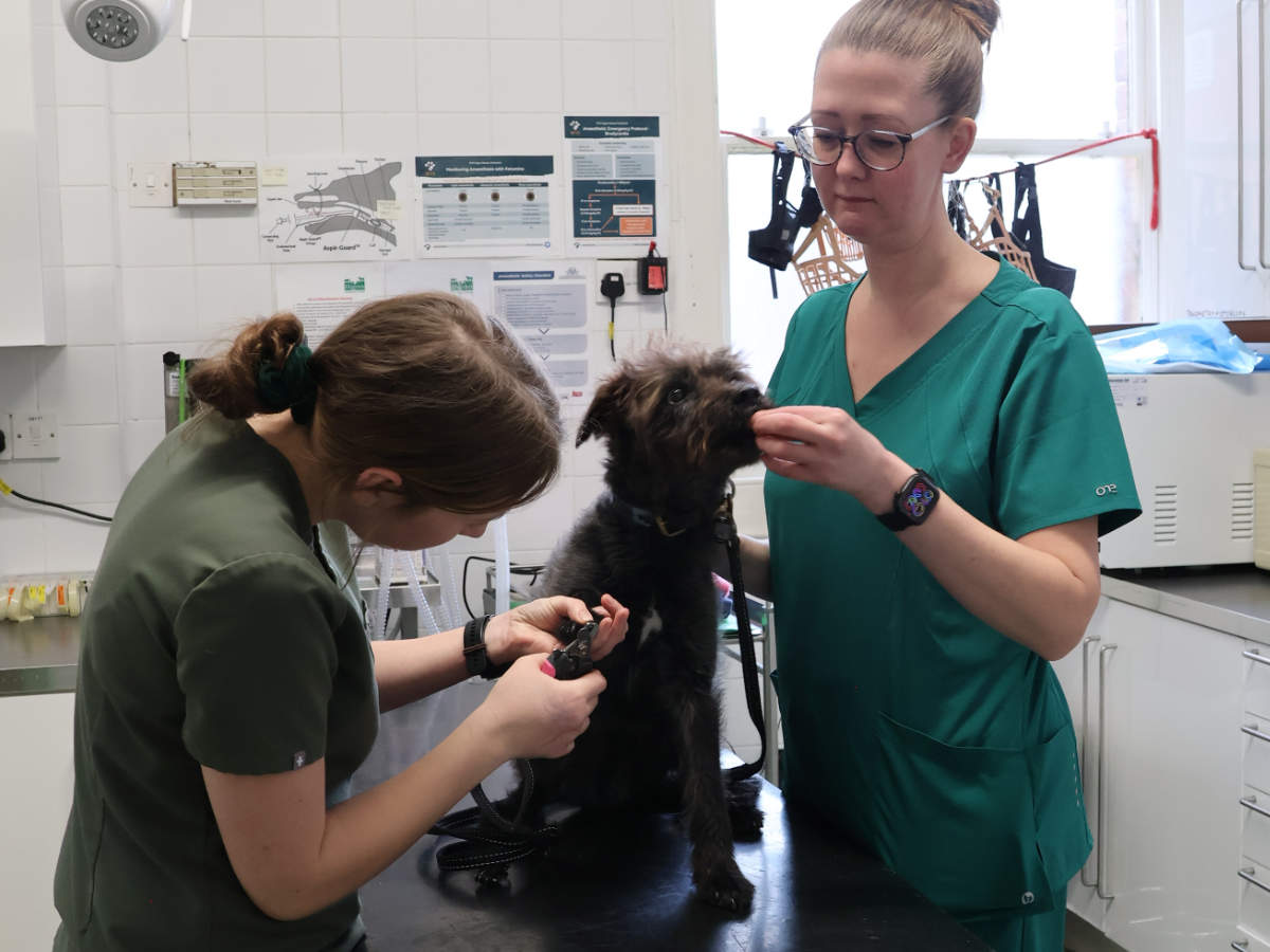 Hafren Veterinary Group - Newtown Nurse Consult