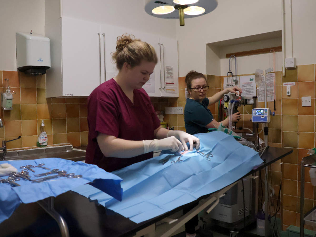 Vets for cows Hafren Veterinary Group - Newtown Operating