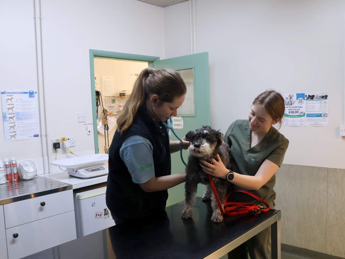 Hafren Veterinary Group - Newtown Vet Consult Room