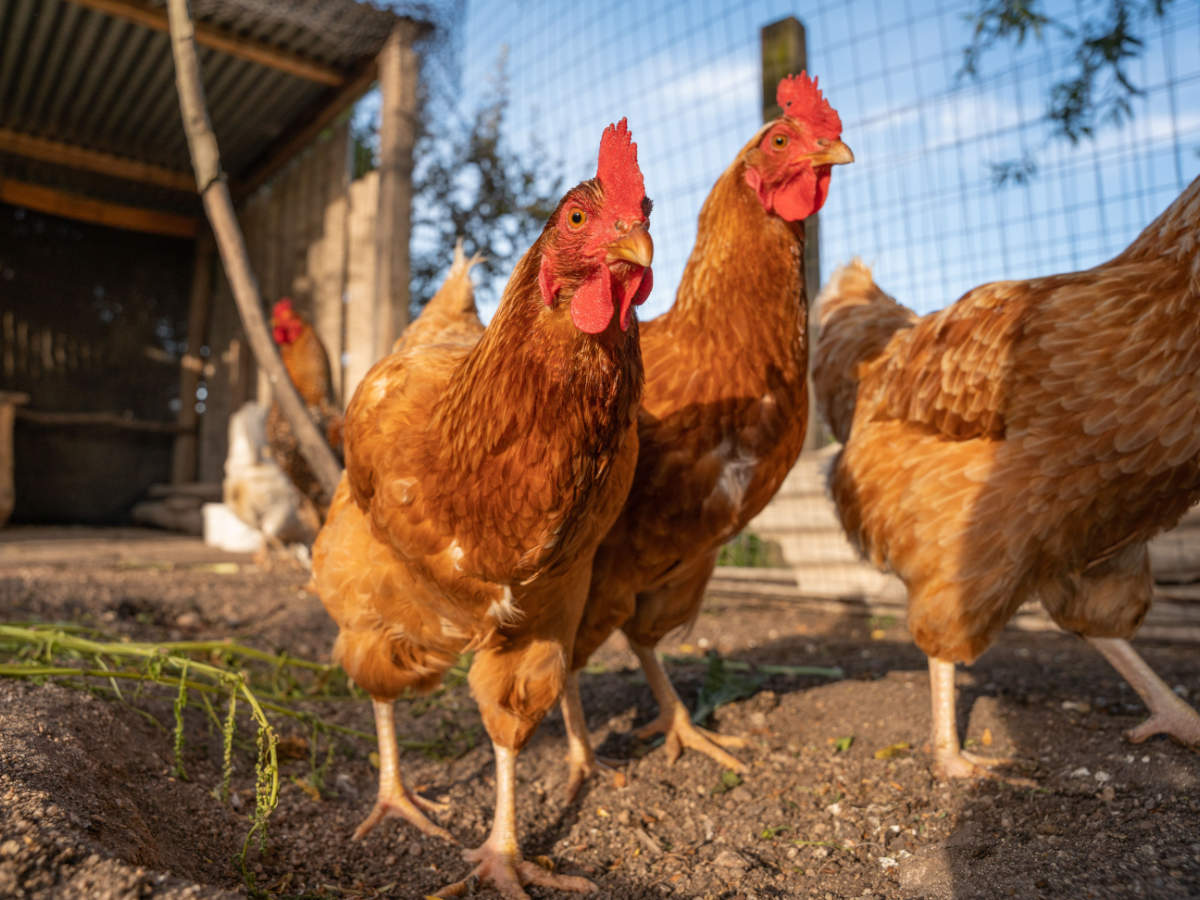 Hafren Veterinary Group - Poultry vets in Mid Wales