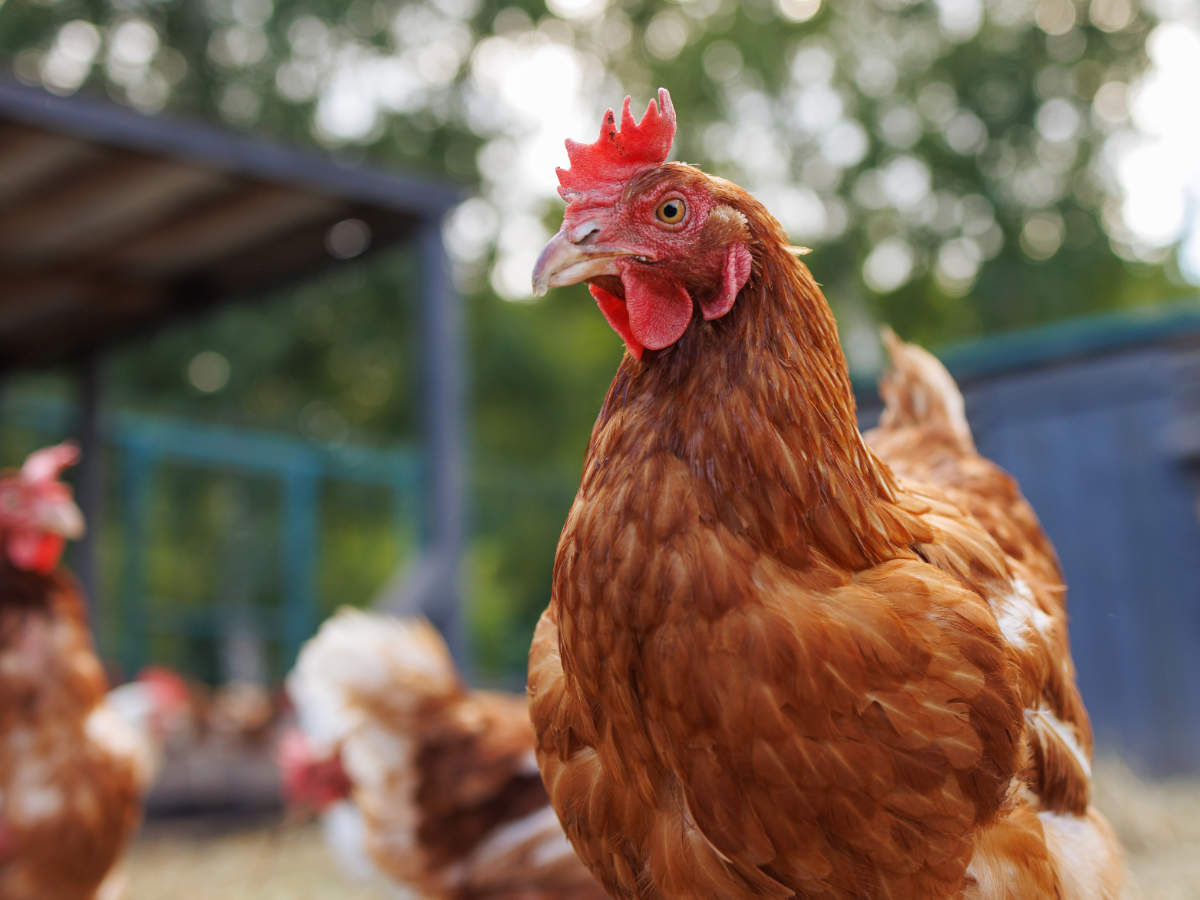 Hafren Veterinary Group - Poultry