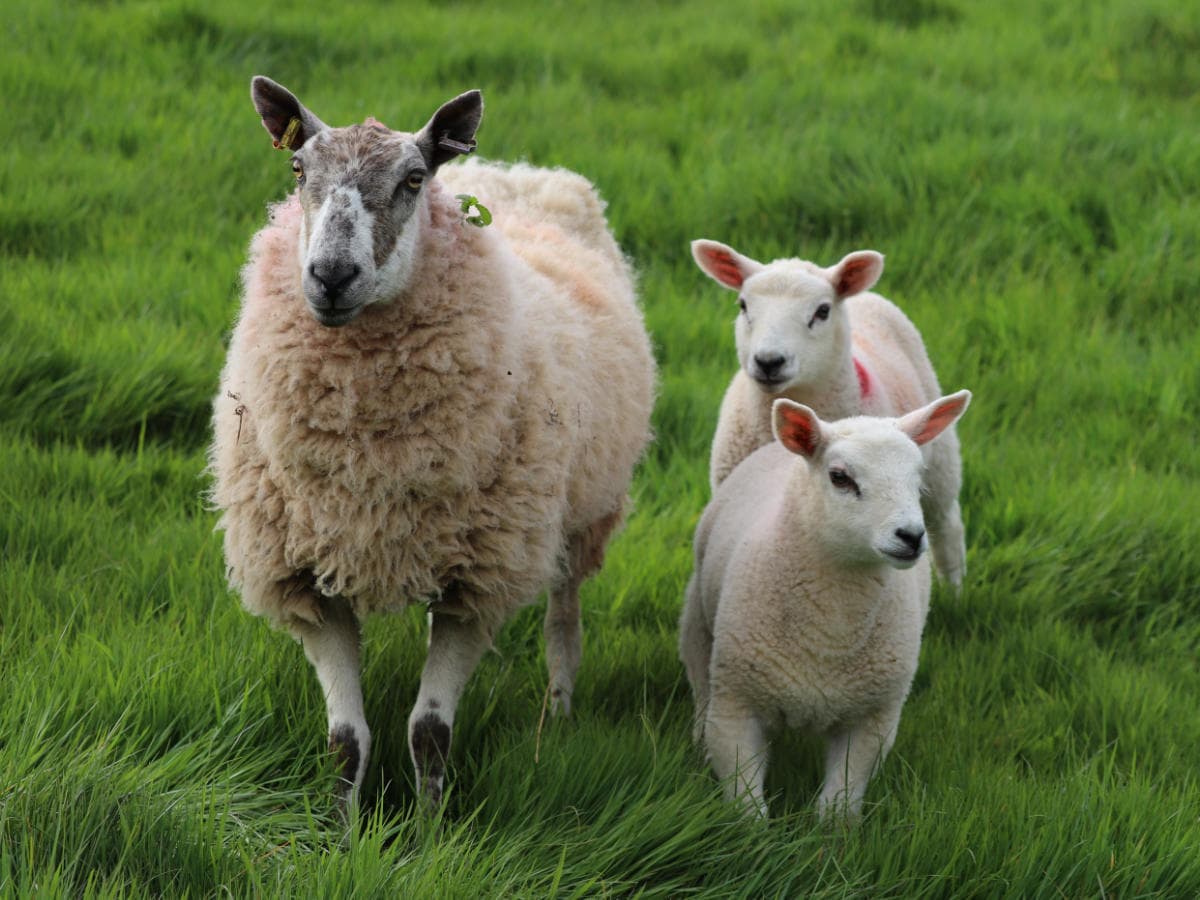 Hafren Veterinary Group - Sheep