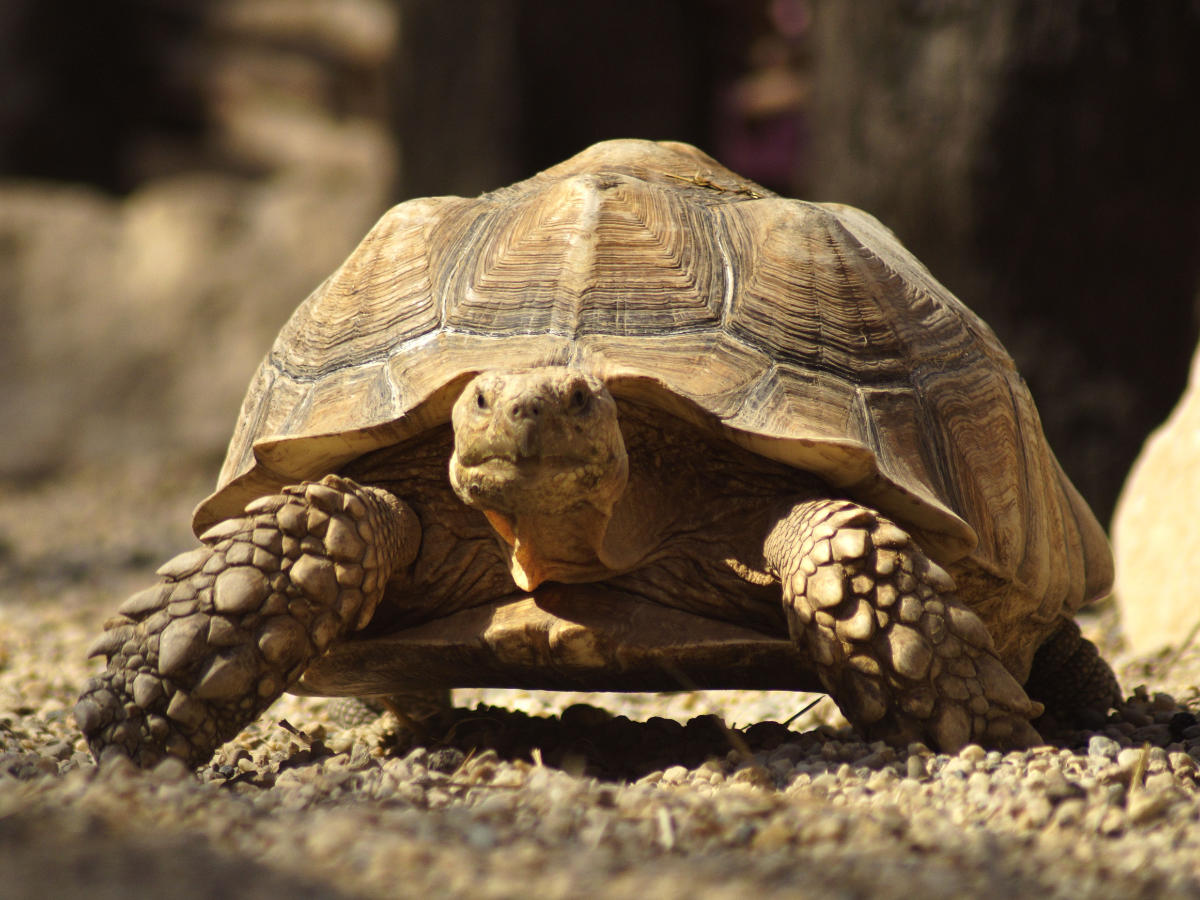 Tortoise vets in Powys