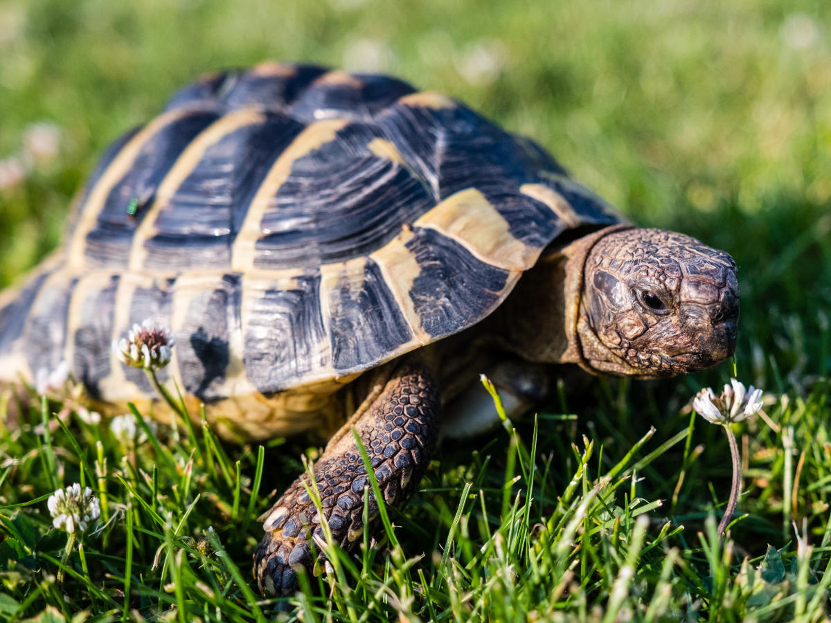 Tortoise vets in Powys