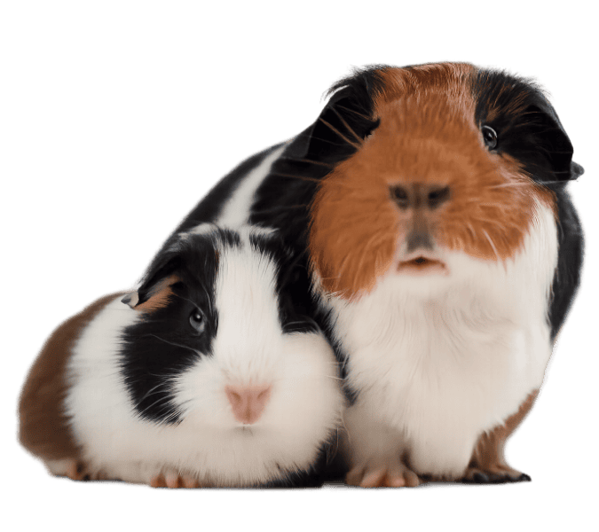 Guinea pigs
