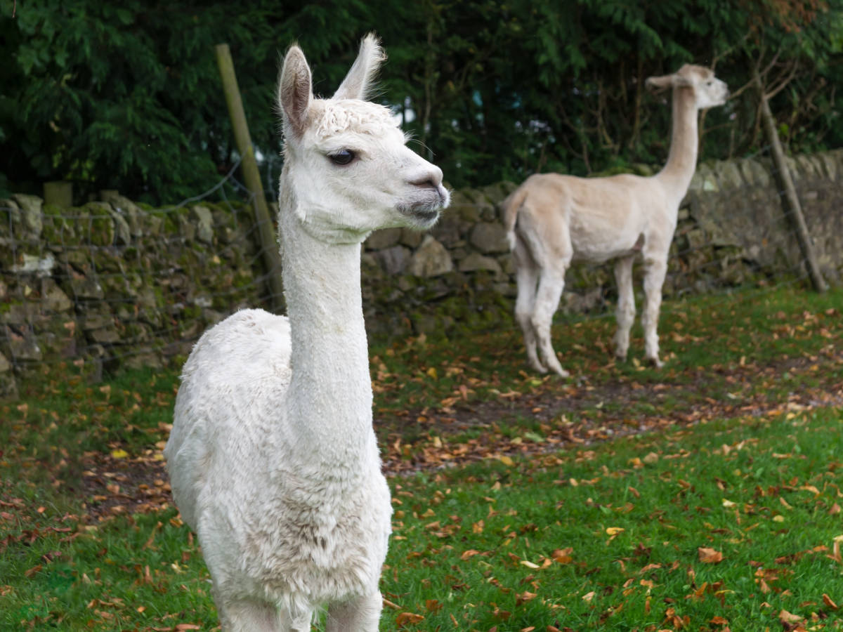 Alpaca and Llama vets in Mid Wales