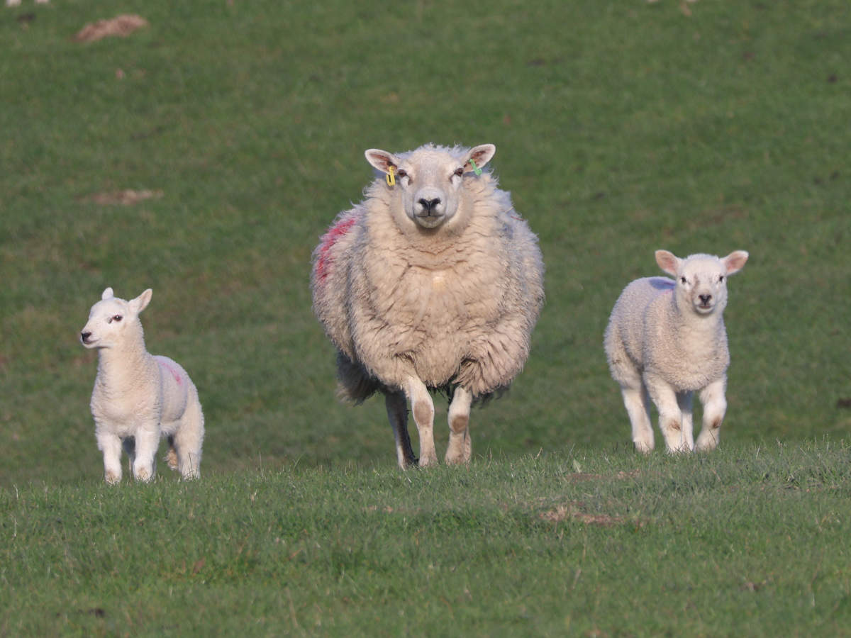Powys sheep vet