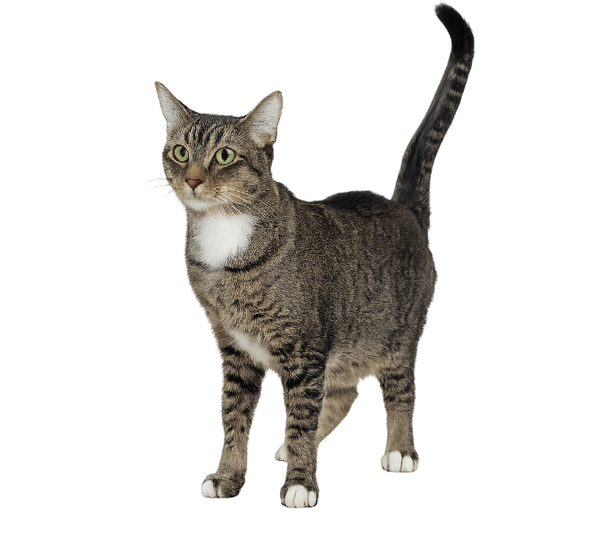 Cat vet in Powys