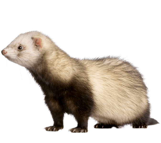 Ferret vet in Powys