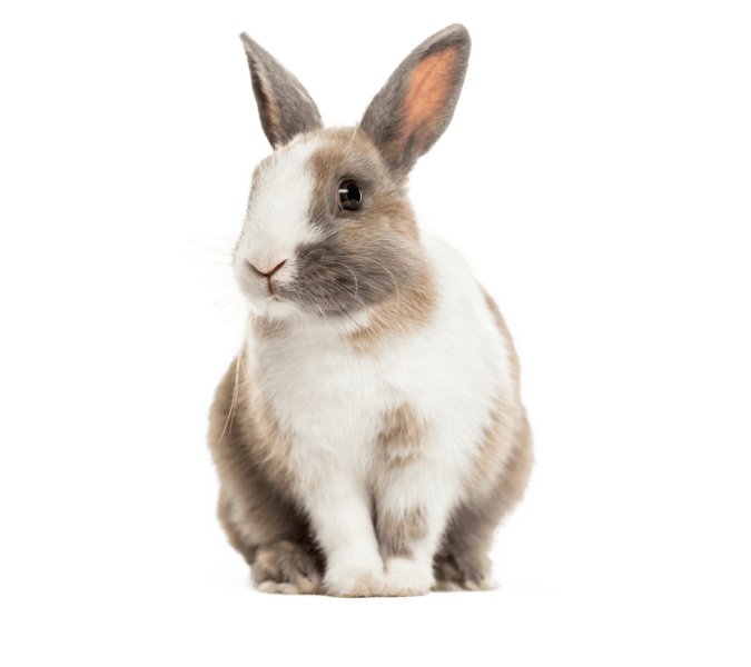 Rabbit vets in Powys