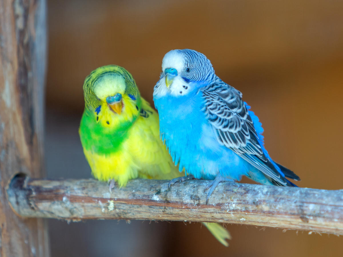 Budgerigar vet in Powys