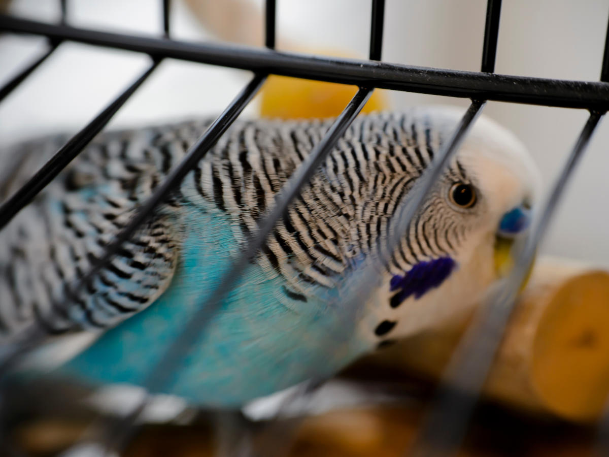 Parakeet vet in Powys