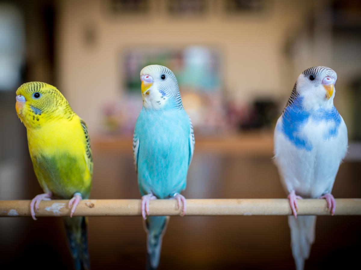 Budgie vet in Mid Wales