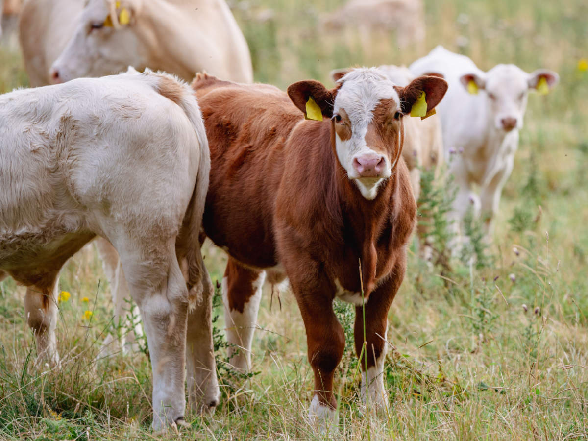 Hafren Veterinary Group - Cattle vets in Powys