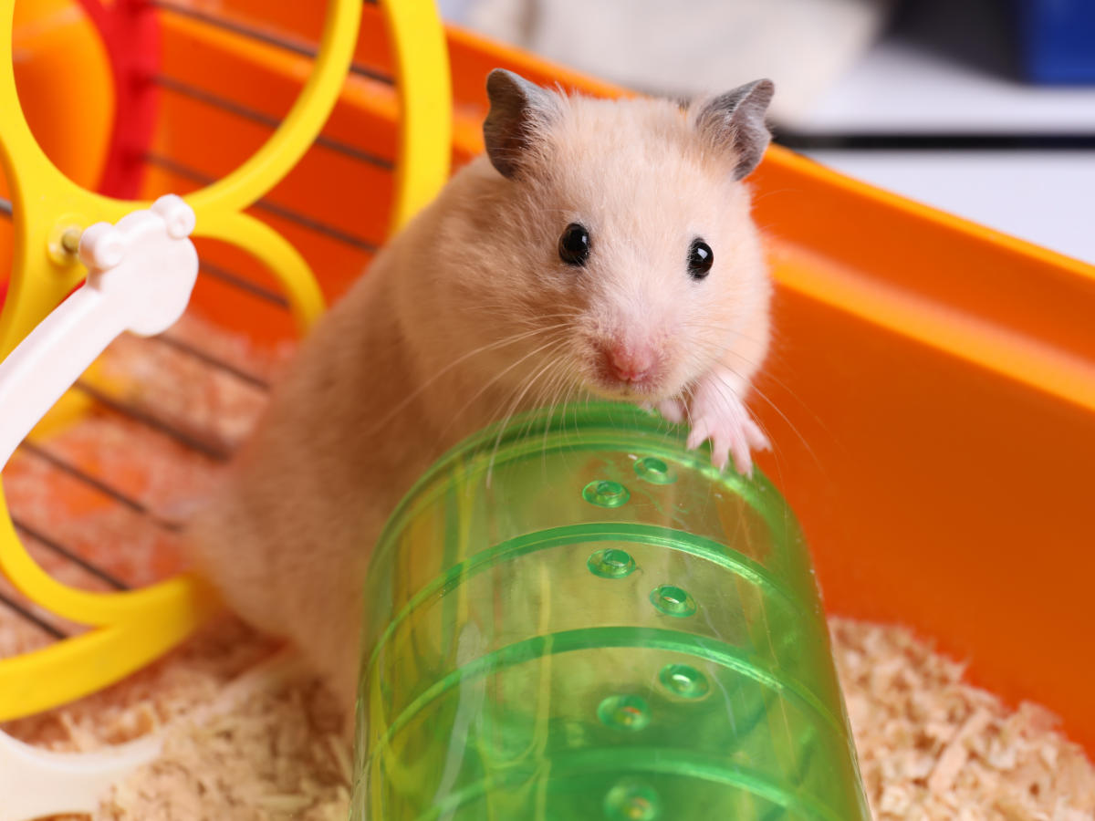 Hamster vet in Mid Wales