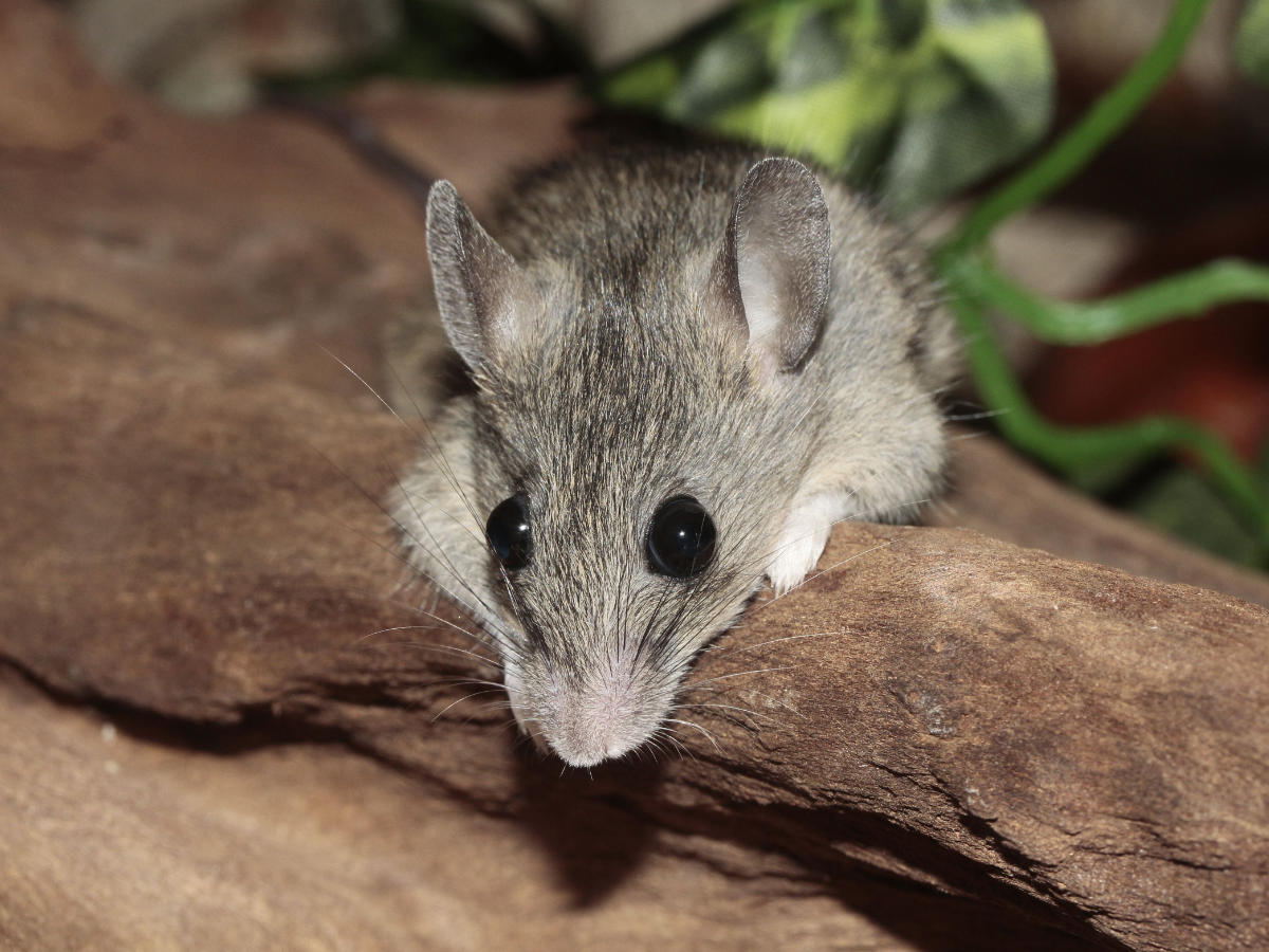 Mouse vet in Powys