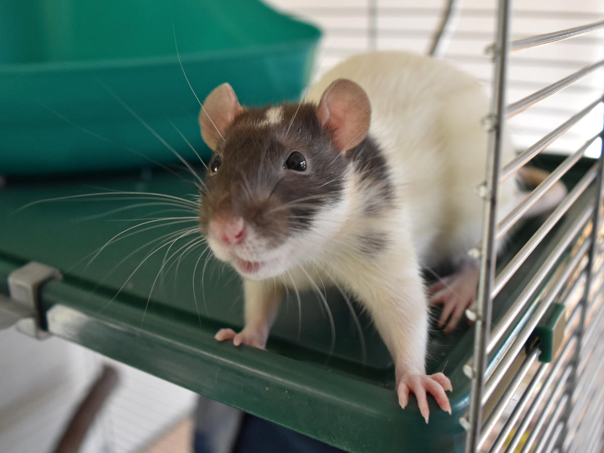 Rat vet in Mid Wales