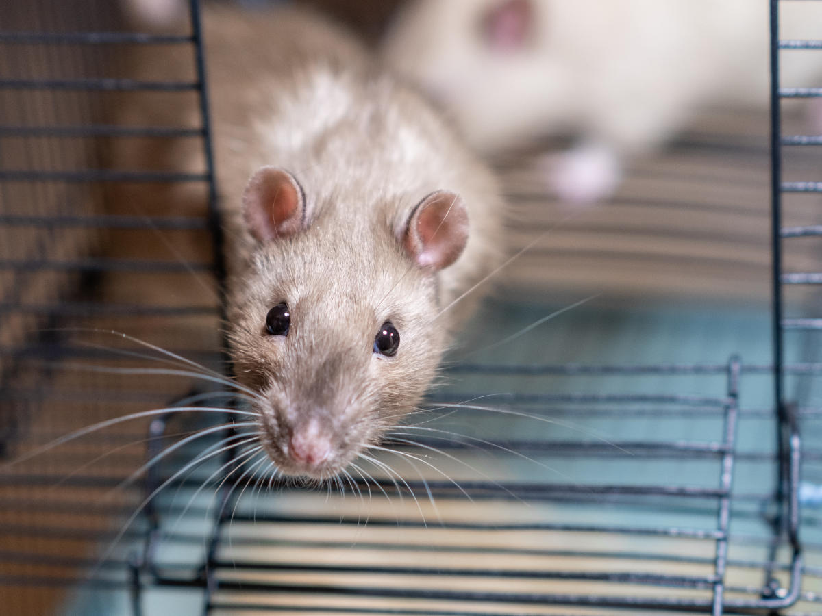 Rat vet in Mid Wales