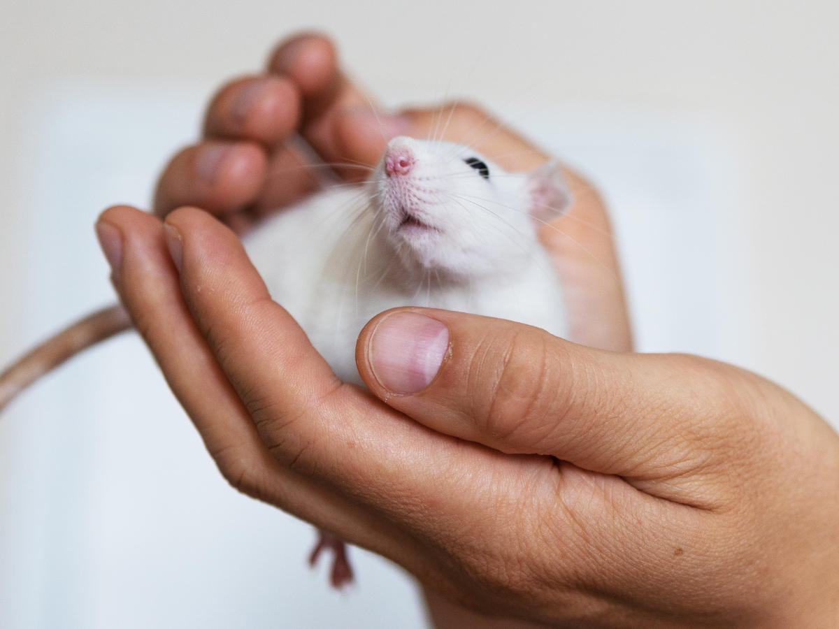 Rat vet in Powys