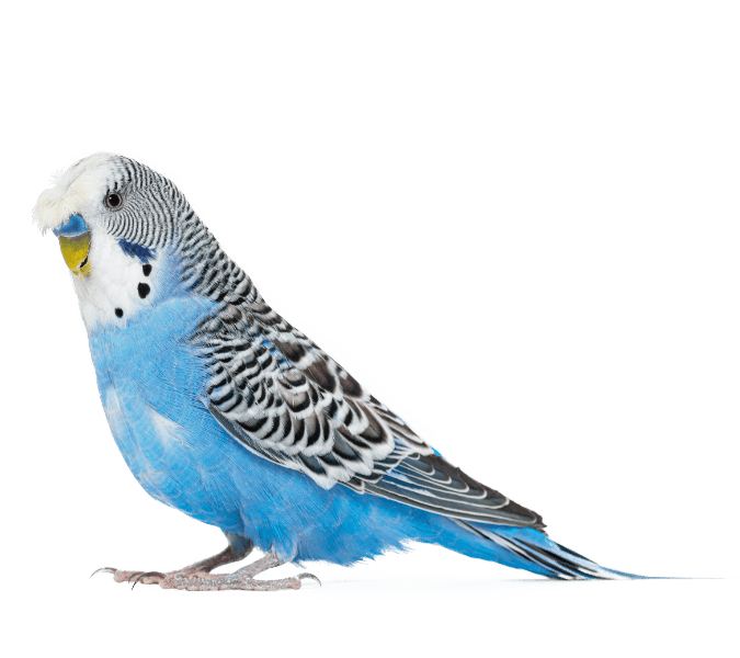 Budgie vet in Mid Wales