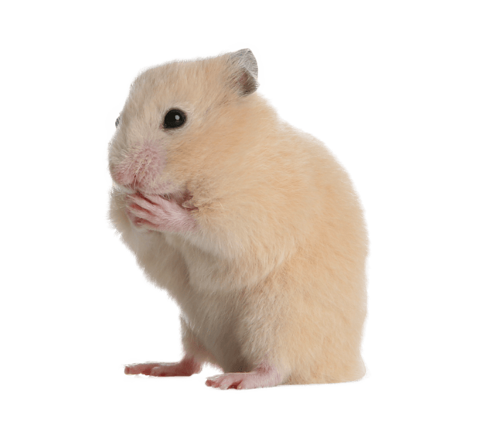 Hamster vet in Mid Wales