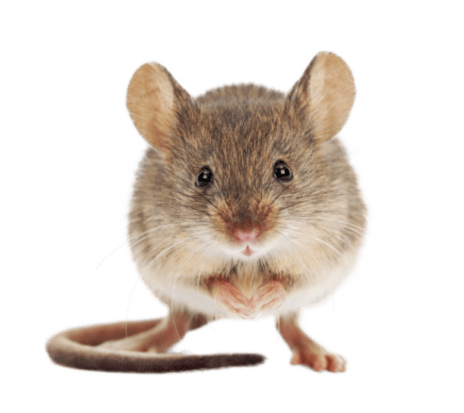 Mouse vet in Mid Wales
