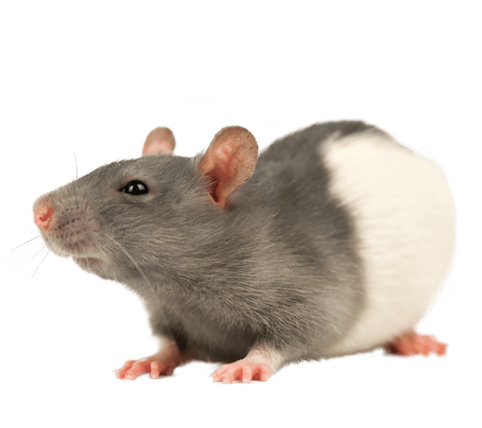 Rat vet in Mid Wales