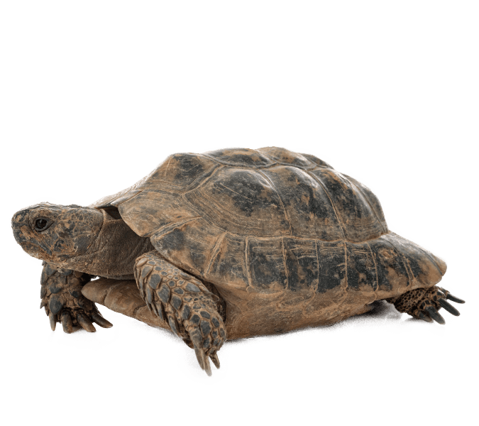 Tortoise vet in Mid Wales